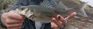 European Bass (Seabass)