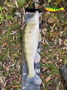 Zander