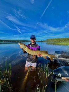 Northern Pike
