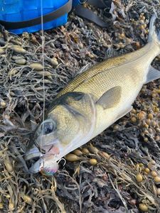 European Bass (Seabass)