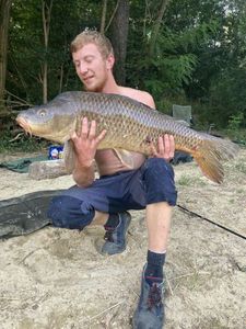 Common Carp