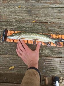 Northern Pike