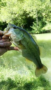 Largemouth Bass