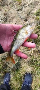 European Perch