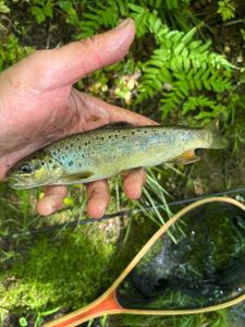 Brown Trout