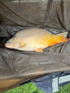 Mirror Carp
