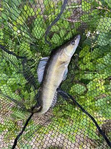 Zander