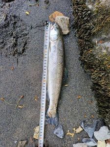 Rainbow Trout