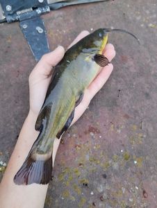 Black Bullhead