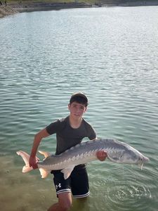 Sturgeon