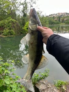 Zander