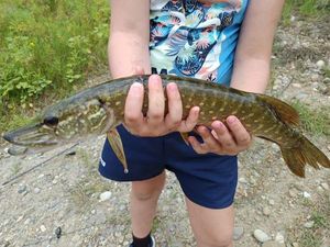 Northern Pike