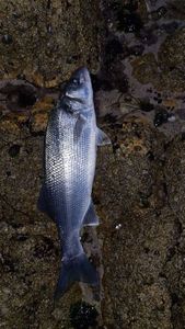 European Bass (Seabass)