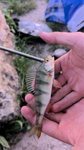 European Perch