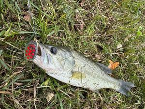 Largemouth Bass