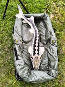 Sturgeon