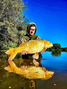 Koï Fish