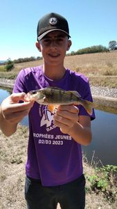 European Perch