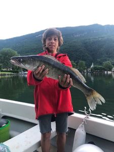 Zander