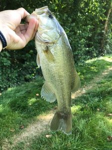 Largemouth Bass