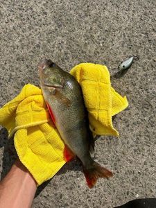 European Perch