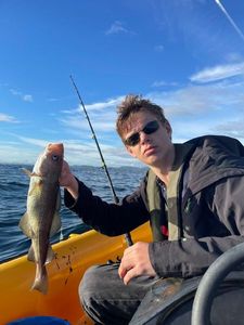 Atlantic Cod (Baltic)