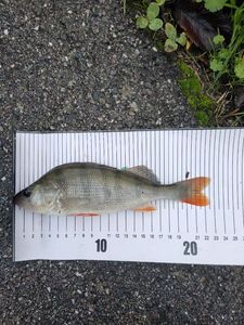 European Perch