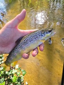 Brown Trout