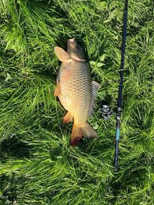 Common Carp