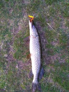 Brochet