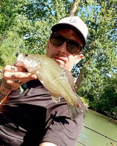 Largemouth Bass