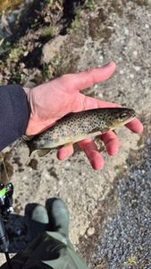 Brown Trout