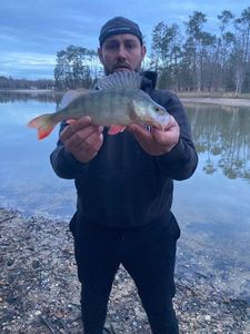 European Perch