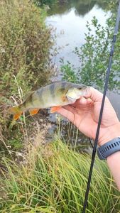 European Perch