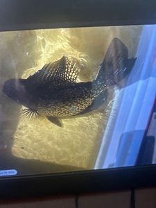 Black Crappie