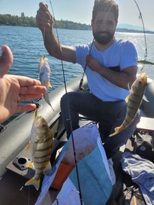 European Perch