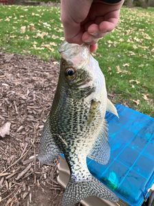 White Crappie