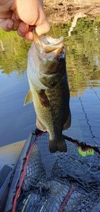 Largemouth Bass