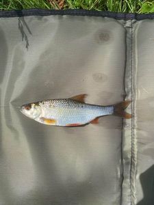 Roach