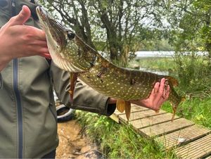 Northern Pike