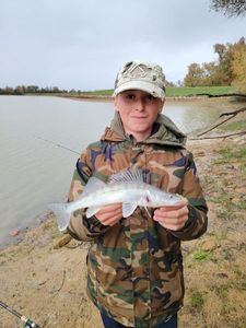 Zander