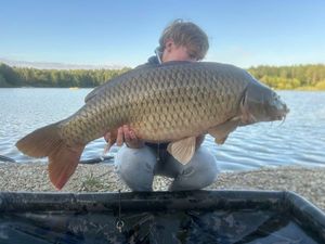 Common Carp