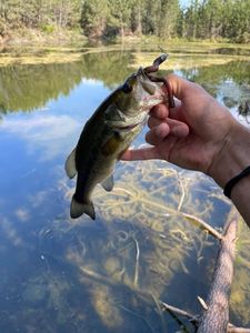 Largemouth Bass
