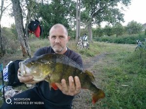 European Perch