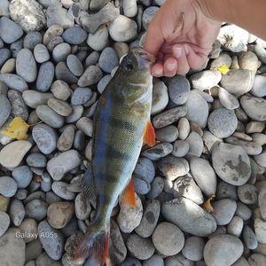 European Perch