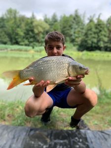 Common Carp