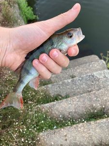 European Perch