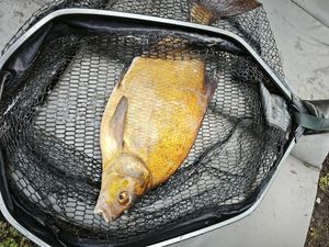 Common Bream