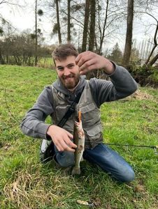 Rainbow Trout