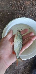 Roach